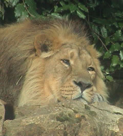 lion