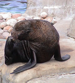 seal